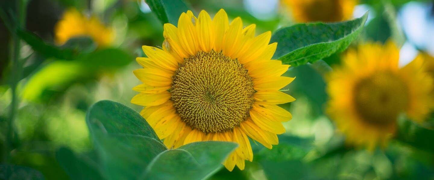 Strahlend gelbe Sonnenblume mit gr&uuml;nen Bl&auml;ttern